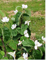 Eine der umfassendsten Quitten-Sortensammlung kann nordöstlich von Würzburg im fränkischen Astheim im Quittenlehrpfad bewundert werden. Führungen sind begehrt und frühzeitig zu buchen: www.Mustea.de