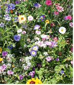 Einjährige Blühmischungen bestechen durch ihre Blüten- und Farbenvielfalt. Aus Naturschutzaspekten macht es Sinn, sie auch über Winter als Versteckmöglichkeiten für Insekten stehen zu lassen. Zur Aussaat der Blühmischungen ist jetzt im Mai ein guter Zeitpunkt.