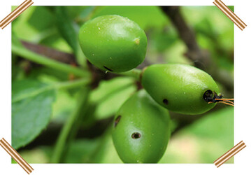 Pflaumensgewespenbefall an junger Frucht