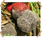 Ausbreitung von Grauschimmel an Erdbeerfrüchten durch Kontaktfäule