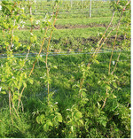 Bei Himbeeren können die ersten Austriebe durch Frost geschädigt werden. Die ersten Jungtriebe entwickeln sich meist zu üppigen, mastigen und krankheitsanfälligen Ruten. Sie können bis Mitte/Ende Mai herausgeschnitten werden. Die Jungruten werden bis zur Ernte immer wieder auf die benötigte Anzahl reduziert und ebenfalls am Traggerüst befestigt.