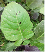 Der typische Fensterfraß an älteren, gut etablierten Pflanzen ist vor allem ein optisches Problem. Tipp: Aus der Gemüsebauberatung wurde 2019 berichtet, dass durch den Einsatz des Pflanzenstärkungsmittels Molnasa Sprühmolke" der Befall mit Erdflöhen gedämpft werden konnte.