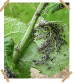 Mehlige Apfelblattlaus