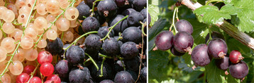  Die schwarzen Jostabeeren sind deutlich grer als Johannisbeeren 