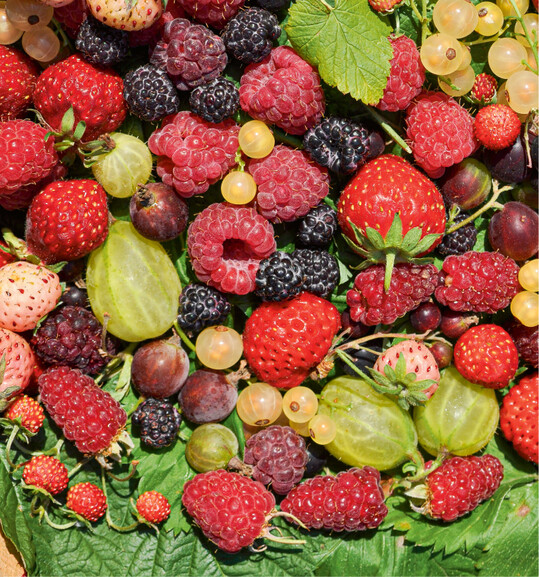  Beeren im Garten sind gesundes Naschobst 