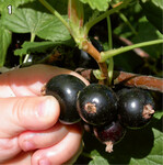 1 Die Schwarze Johannisbeere ‘Bona’ trägt ausgesprochen große, mild-süße Früchte