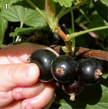 1 Die Schwarze Johannisbeere Bona trgt ausgesprochen groe, mild-se Frchte 
