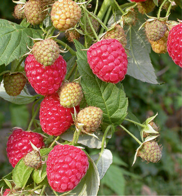  Himbeeren haben hohe Gehalte an Mineral- und Ballaststoffen 