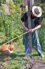 1 Vor dem Anbinden der Tomatenpflanzen muss man die Stäbe mit 70 %igem Alkohol desinfizieren
