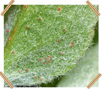 Obstbaumspinnmilbe auf Blattunterseite