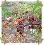 Pseudomonas an Süßkirsche