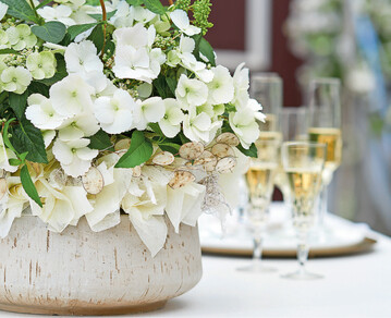 Hortensie Runaway Bride Snow White