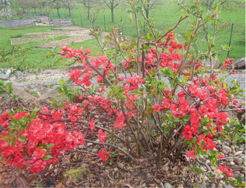 Die Scheinquitte Chaenomeles japonica ist aufgrund ihrer schnen Blten in vielen Grten zu finden. Die Ernte der Vitamin C haltigen Frchte ist aufgrund der Dornen erschwert und macht keine Freude. Seit einigen Jahren werden Hybridsorten mit sehr unterschiedlichen Frchten im Handel angeboten. Diese Sorten knnen durch die spte Blte das Fruchtangebot erweitern und dornfreie Arten auch die Pflege erleichtern.