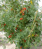 Tomaten im Kübel gepflanzt und an einen sonnigen Platz gestellt, danken es mit einer Vielzahl an leckeren Früchten. Auf das Ausgeizen wurde hier im Übrigen verzichtet.