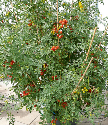 Tomaten im Kbel gepflanzt und an einen sonnigen Platz gestellt, danken es mit einer Vielzahl an leckeren Frchten. Auf das Ausgeizen wurde hier im brigen verzichtet.