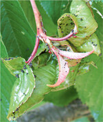 Kolonie der Schwarzen Kirschenblattlaus an einer Triebspitze