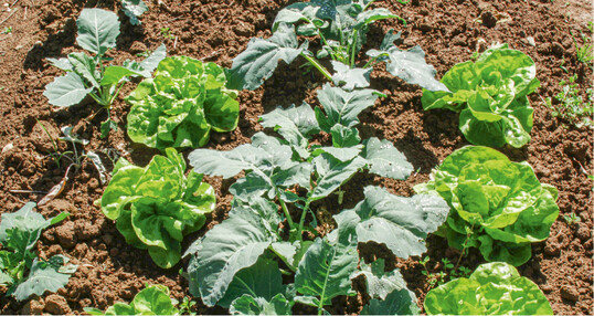 Salat zwischen Kohlrabi gesetzt hlt Kohlerdflhe in Schach