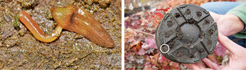 Der invasive Plattwurm Obama nungara jagt Regenwrmer (l.) – anfangs ist er winzig (r.)