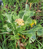 Dieser Blumenkohl hatte es nicht leicht, raubten ihm doch während seiner Kindheit die umliegenden Unkräuter ständig Nährstoffe, Wasser und Licht.