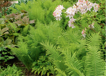 Schattenvertrgliche Stauden, die den Lebensbereichen Gehlzrand beziehungsweise Gehlz zugeordnet werden, kommen am besten mit den Bedingungen unter Rhododendren zurecht. Unter ihnen finden sich auch zahlreiche Bodendecker mit attraktivem Laub, zum Beispiel Elfenblumen, Schaumblte, Purpurglckchen und etliche Schattengrser. Sehr schn und dabei von ausdrucksvoller Gestalt ist der Salomonssiegel, der sich mit der Zeit durch Auslufer ausbreitet.