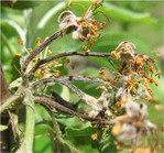 Feuerbrandbefall an einem Blütenbüschel eines Apfelbaumes