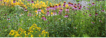 Echtes Johanniskraut (vorne), dahinter Roter Scheinsonnenhut <em>(Echinacea) </em>