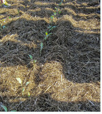 Weißkohl in Gründüngungsmulch gepflanzt. Bei Verwendung von Stroh an das weite Kohlenstoff (C)- zu Stickstoff (N)-Verhältnis denken: Hier sollte gleichzeitig eine N-Gabe mit 5 bis 6 g Reinstickstoff/m² erfolgen, damit die Mikroorganismen beim Abbau den Pflanzen keinen N stehlen.