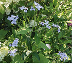 Der Silbertaler <em>(Lunaria rediviva) </em>, eine hübsche Schattenstaude, sät sich oft selber aus, die Sämlinge lassen sich recht einfach an den gewünschten Platz umpflanzen.