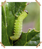 Die Afterraupen der Stachelbeerblattwespe sind dank ihrer grünen Farbe gut getarnt