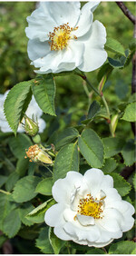 Kann auch Nord- und Ostwände begrünen: <em>R. alba </em>Semiplena