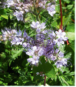 Phacelia (auch Bienenfreund"genannt) ist eine gute Nahrungsquelle für Bienen und andere Insekten Die Aussaatdichte sollte bei Phacelia für 100 m² 200 g und bei Buchweizen 900 g betragen. Bei Trockenheit auf jeden Fall angießen für ein einheitliches Auflaufen.