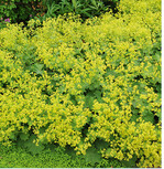 Noch steht der Frauenmantel in voller Blüte, in 1 bis 2 Wochen wird es Zeit für einen kräftigen Rückschnitt, auch damit sich neues frisches Laub entwickelt.