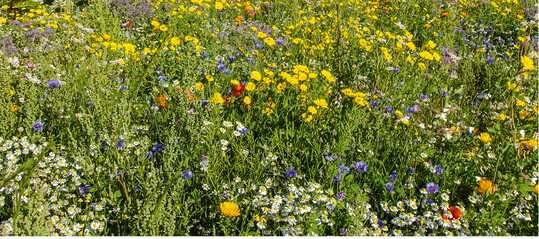 Eine Wildblumenwiese oder regionale Blhmischungen ersetzen den Klimaverlierer Rasen
