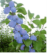 Nach dem Junifall erkennt man die verbleibenden Früchte. Bei Zwetschgen sollten nach der Ausdünnung 20 Früchte auf 50 cm Fruchtholz verbleiben, um schöne große Früchte zu ernten.