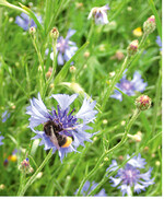 Das Anlegen von Blühinseln mit Blütenpflanzen, die Nützlingen als Nahrung dienen (beispielsweise Doldenblütler für Schwebfliegen oder Kornblumen), ist nicht nur eine Freude für das Auge, sondern auch ein Beitrag zur Biodiversität und zum vorbeugenden Pflanzenschutz.
