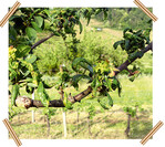 Befall durch die Kleine Pflaumenlaus an Zwetschge