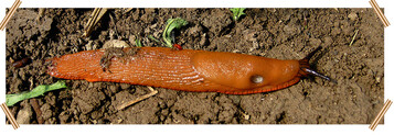 Die Rote Wegschnecke kann reifende Erdbeerfrchte schdigen