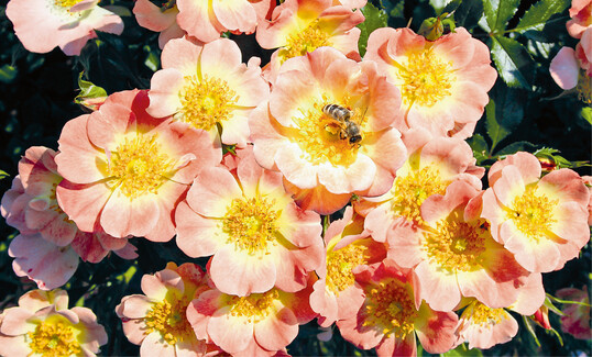 Moderne Beetrose ‘Bienenweide Apricot’