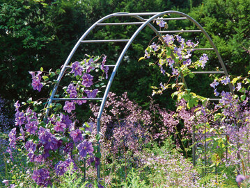  Bei einem Doppelbogen mit Querstreben schaffen es Kletterpflanzen wie die violettblaue Clematis Perle d Azur leicht emporzuranken 