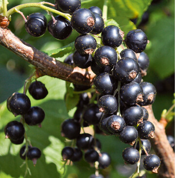  Die Schwarze Johannisbeere Ometa schmeckt recht mild 