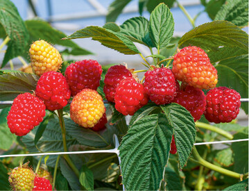  Nach der Ernte sollten nicht nur Himbeeren und andere Beeren, sondern auch Kirschen schnell verarbeitet oder sofort in einen khlen Raum gestellt werden, das hlt Fruchtfliegen und Fulnispilze auf. 