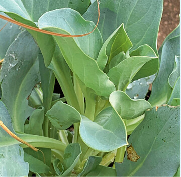  Alle vorgestellten Kruter sind attraktive Bltenpflanzen. Sie knnen auch im Blumenbeet oder wie die auf dem Bild zu sehende Austernpflanze im Steingarten kultiviert werden. 