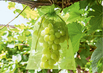 Frucht-Schutzbeutel