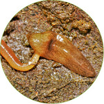 Plattwurm Obama nungara