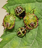 Larven der Grünen Reiswanze in verschiedenen Entwicklungsstadien