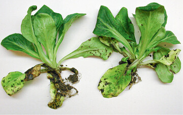 <em>Acidovorax </em>an Feldsalat