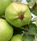 Kelcheinbohrung durch den Apfelwickler