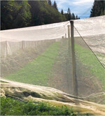 Eingenetzte Heidelbeeranlage