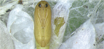 Kokons und Puppe der Apfelbaumgespinstmotte