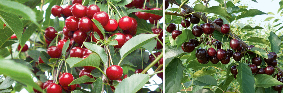 Die Sorte ‘Turmalin’ (r.) hat dunklere Früchte als ‘Jade’ (l.)